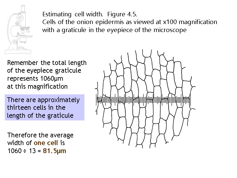 Estimating cell width.  Figure 4.5.   Cells of the onion epidermis as